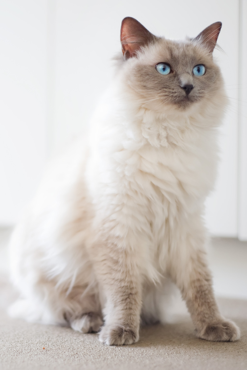 Ragdoll cat: some believed that aliens have contributed to its