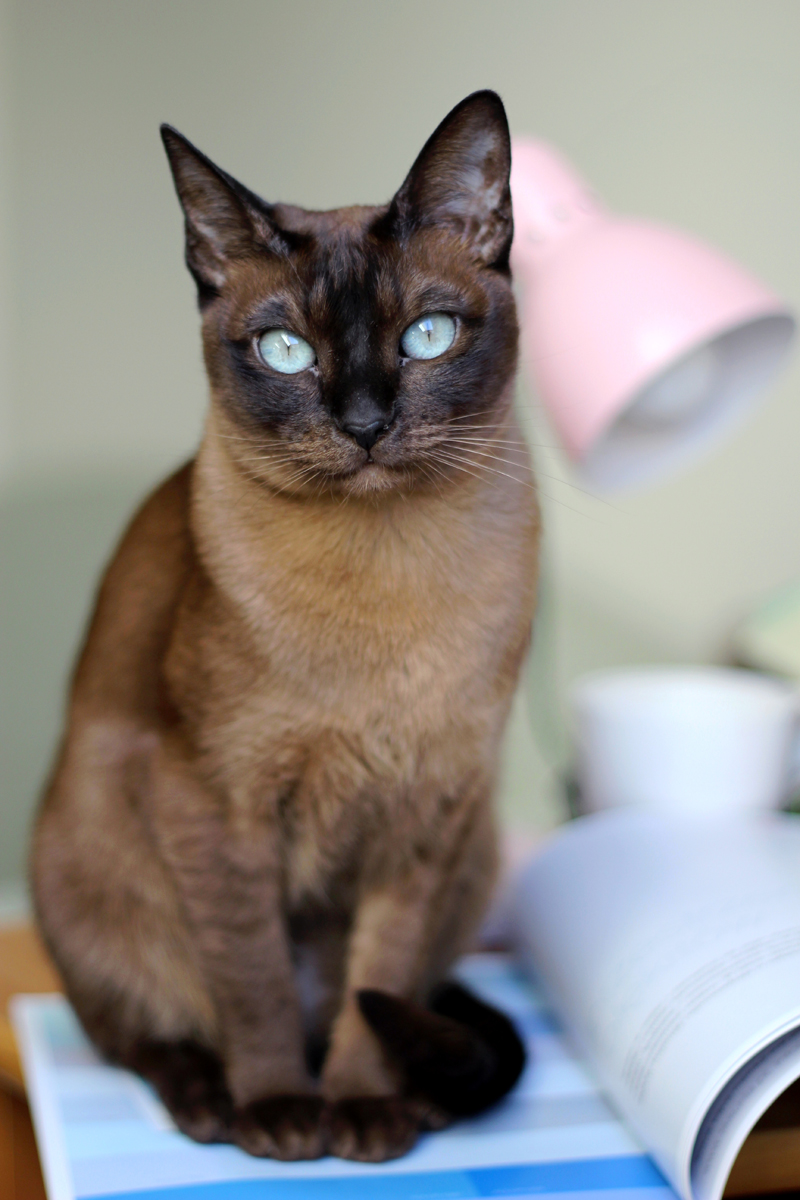 Tonkinese Cats: The Perfect Blend of Playful and Cuddly - Diet and Nutrition