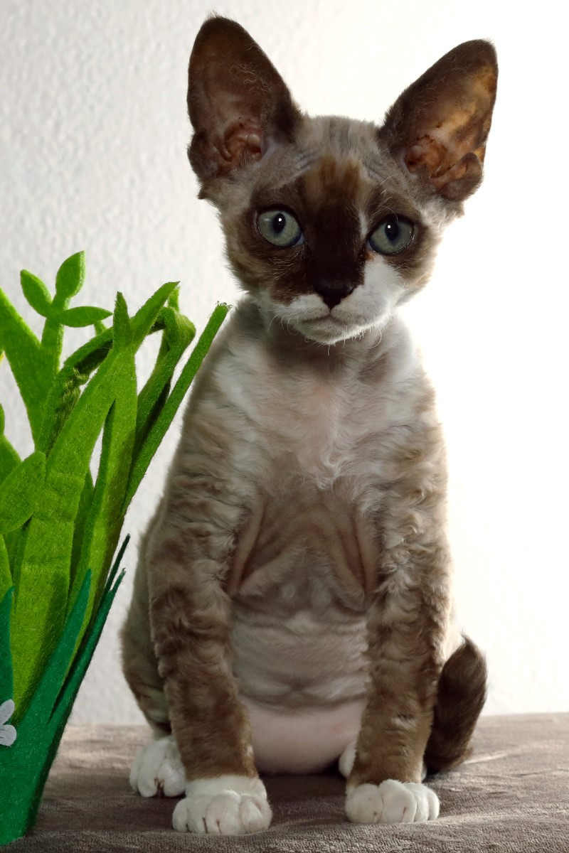 Devon rex cats big hot sale ears