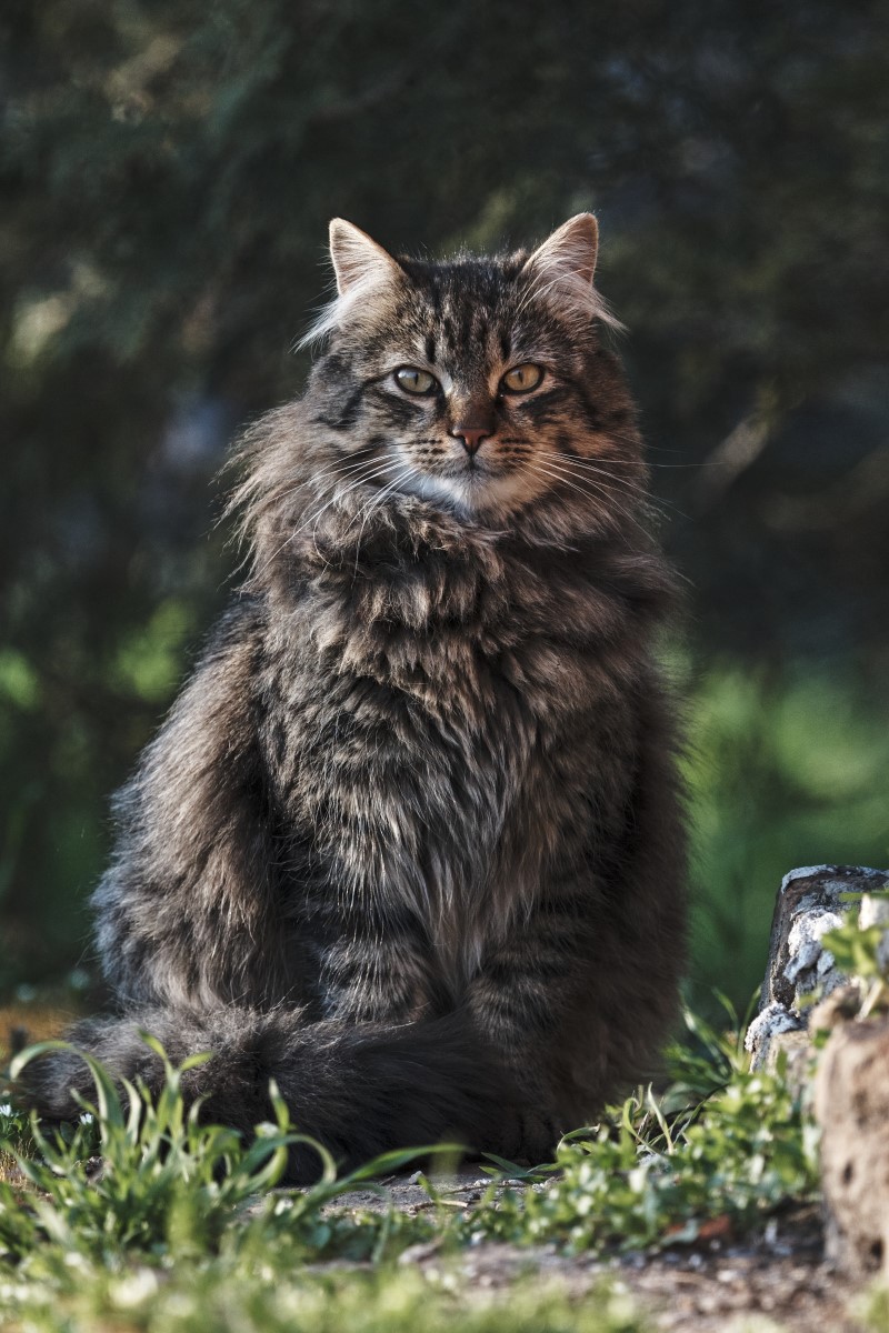 Black siberian best sale forest cat