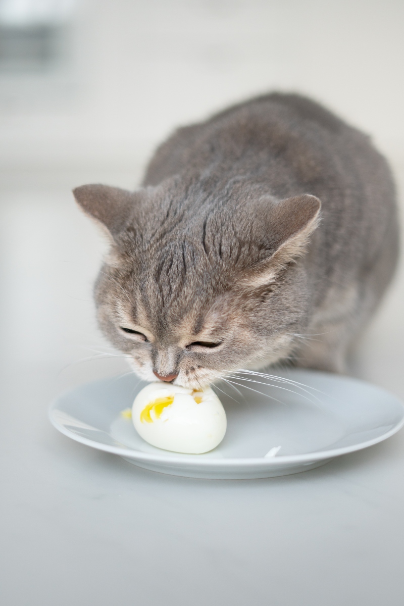 Do cats 2024 eat boiled eggs