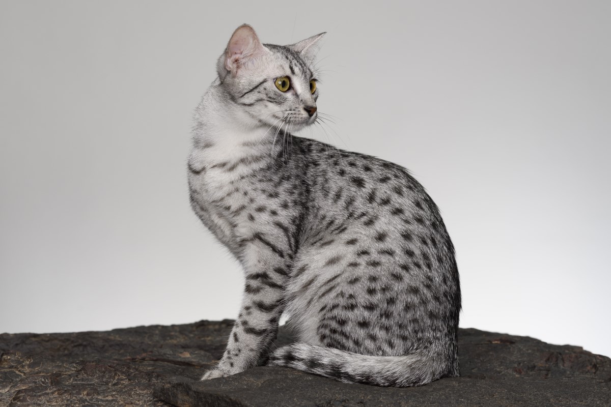 Egyptian mau hot sale breed