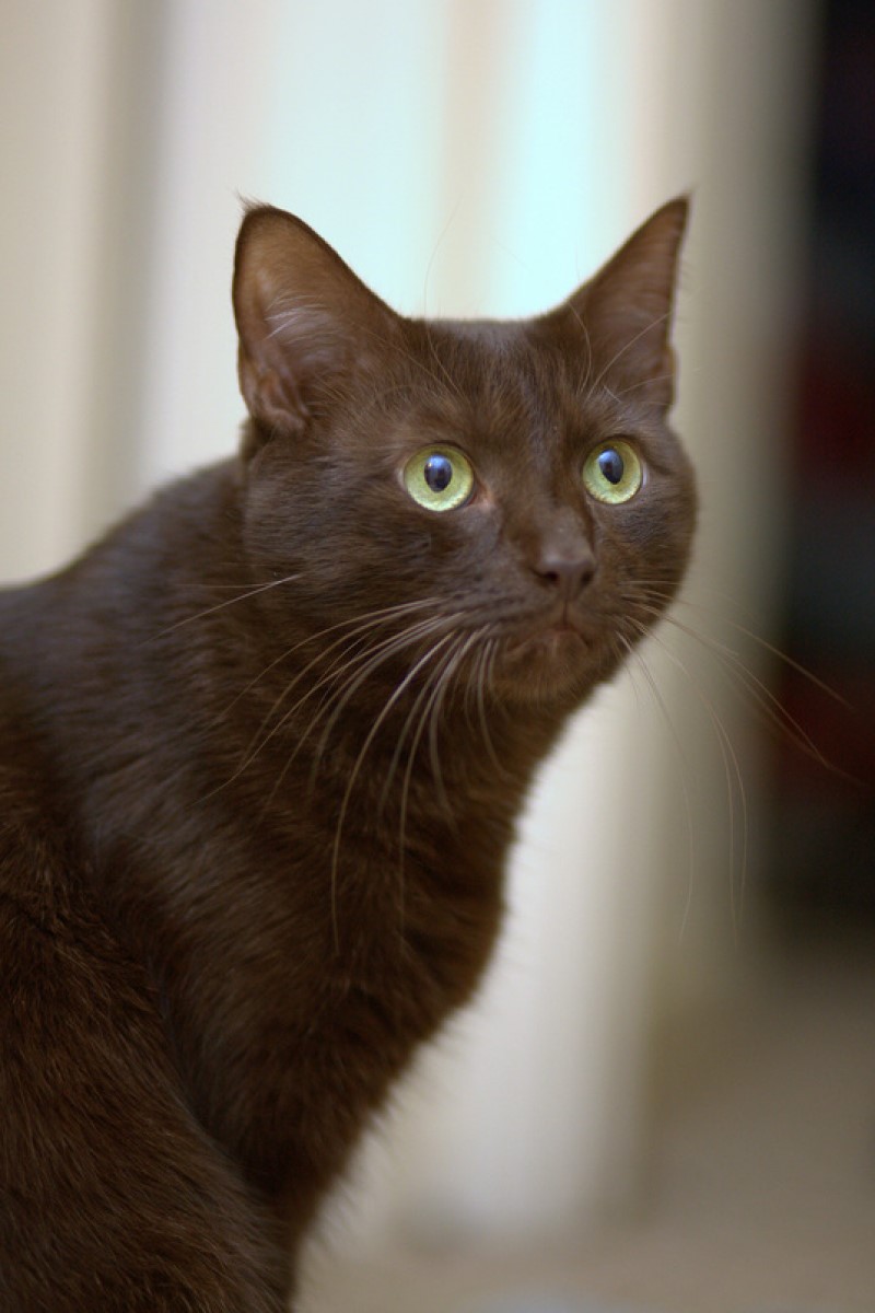 Havana Brown cat a chestnut brown rarity