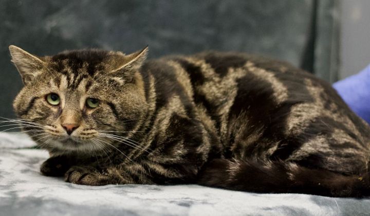 The world's saddest looking cat, Fishtopher, was finally adopted - Love my  catz