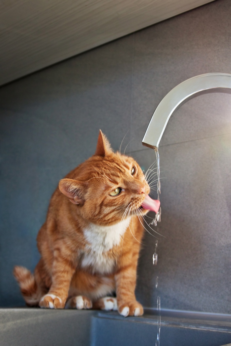 Cat only outlet drinks running water