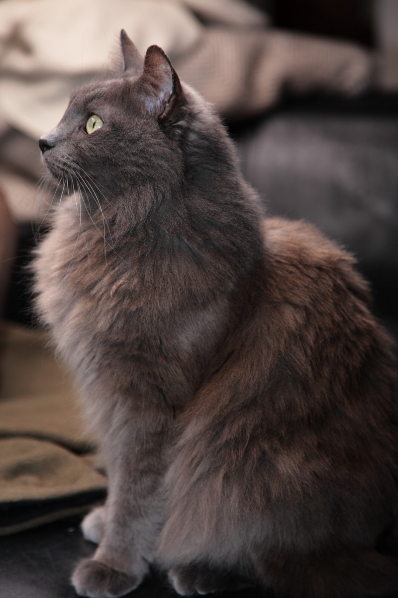 Long haired best sale blue cat breeds