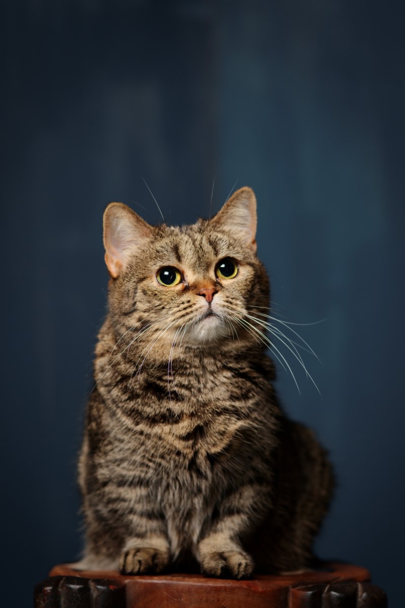 Munchkin Cat Breed Information & Insights