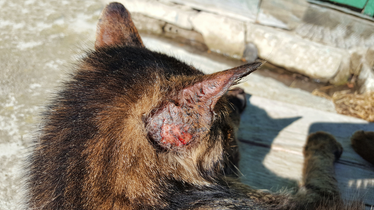 8 common skin diseases in cats with pictures