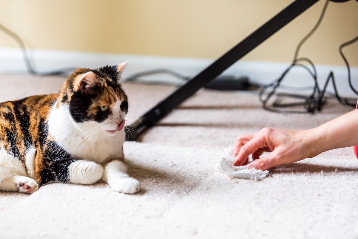 Best ways to clean up after cats