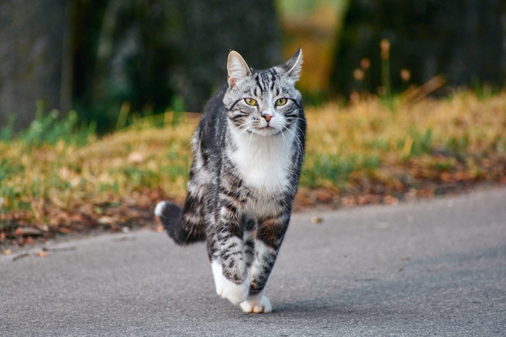 Why Do Cats Run In Front Of You When You Walk at Brittany Mazza blog