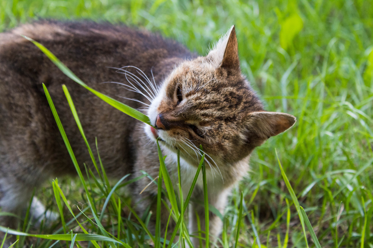 Cat eats grass and vomits best sale