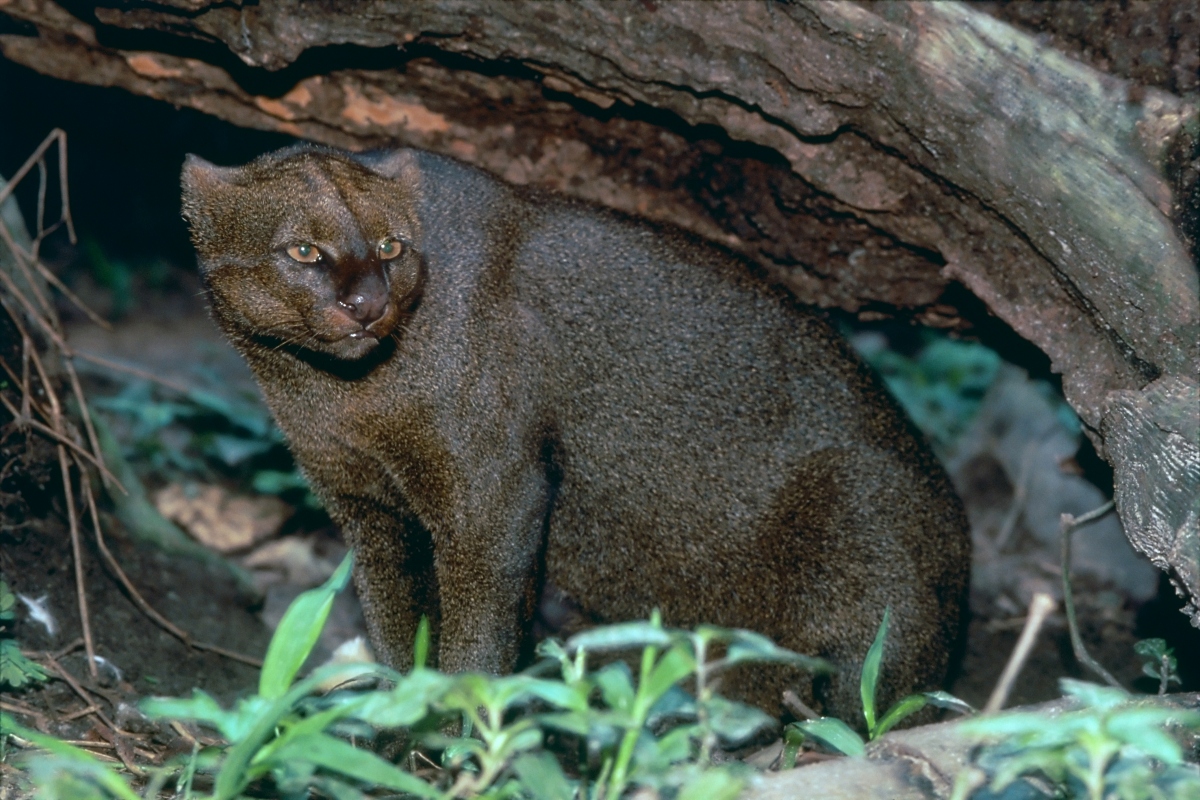 This wildcat looks like an otter and also can spit