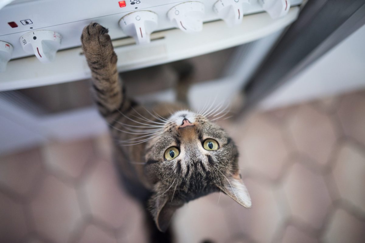 Cat begs outlet for human food