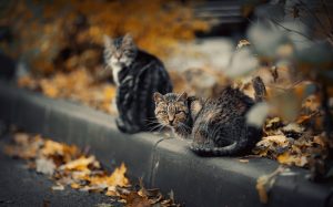 kóbor cirmos macskák az őszi hideg utcán