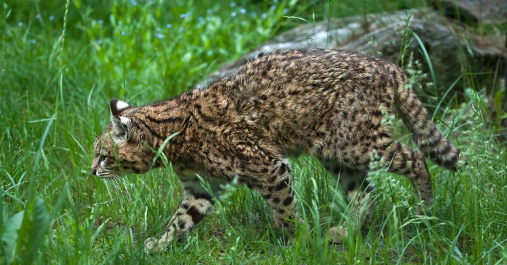 The Kodkod: This Feline Has Eyes on Its Back