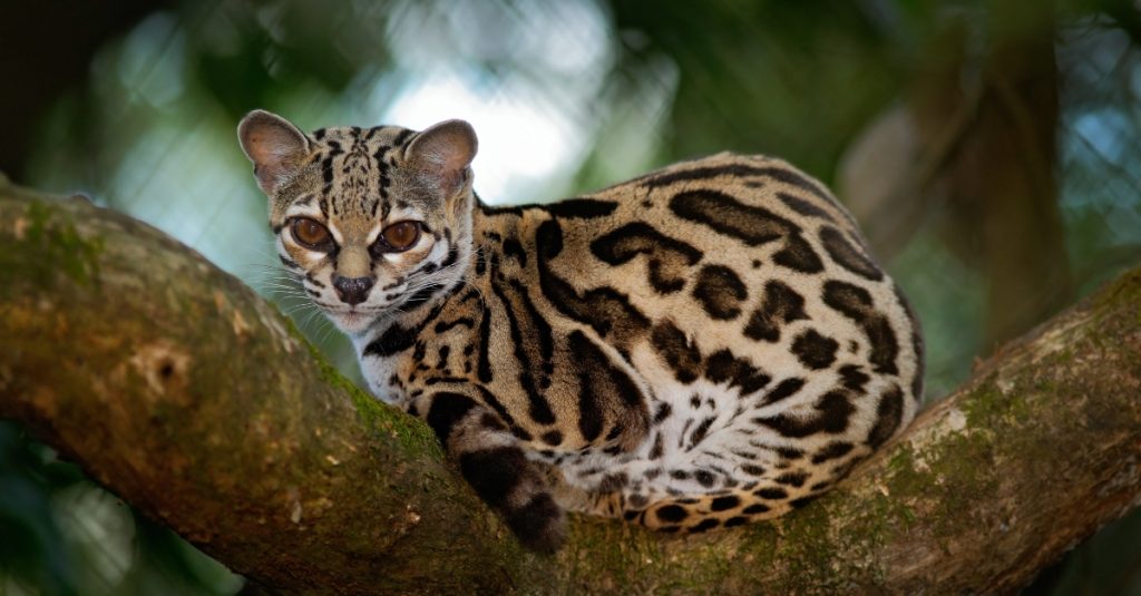 6 Facts about the Margay: It Mimics Monkey Calls to Hunt Prey