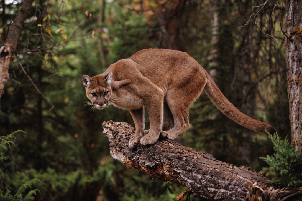 A puma: a kölykeit szoptató anyaállat is vadászható Amerikába - Az Én  Macskám