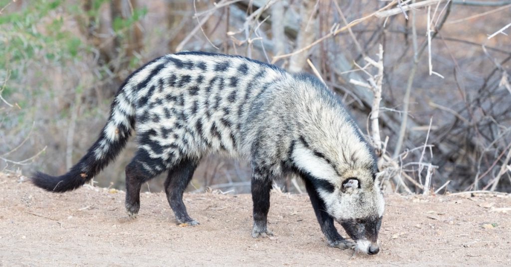 5 Interesting Facts About the African Civet