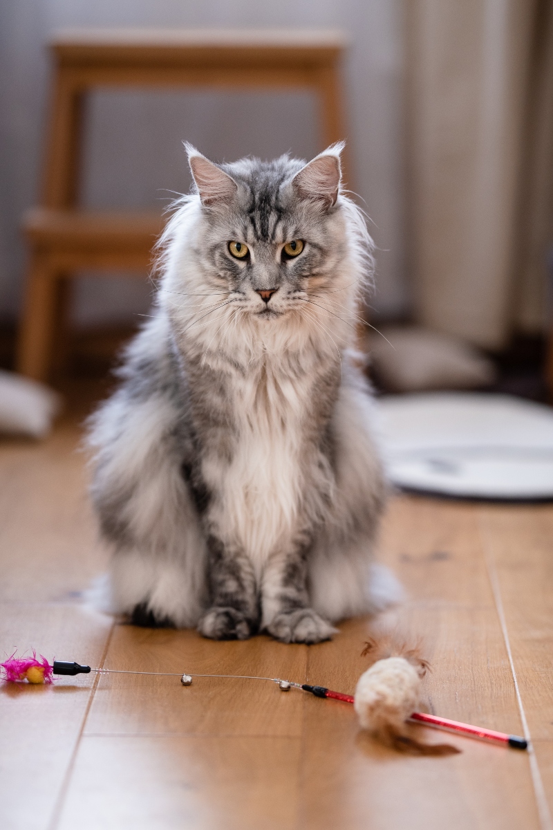 The Neck Ruff of Maine Coons Its Purpose and How to Care for It