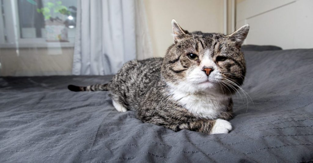 How to comfort a cuddly old cat – the trick is in the video