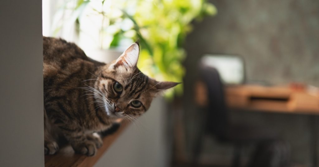 Can you really learn to meow in a way that your cat can understand?