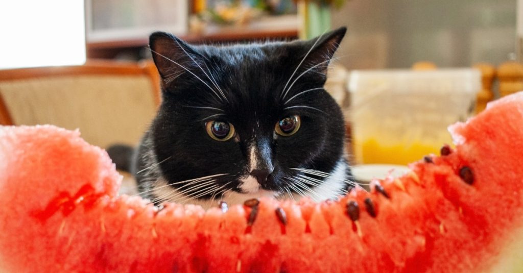 These Fruits Are Safe for Cats to Eat