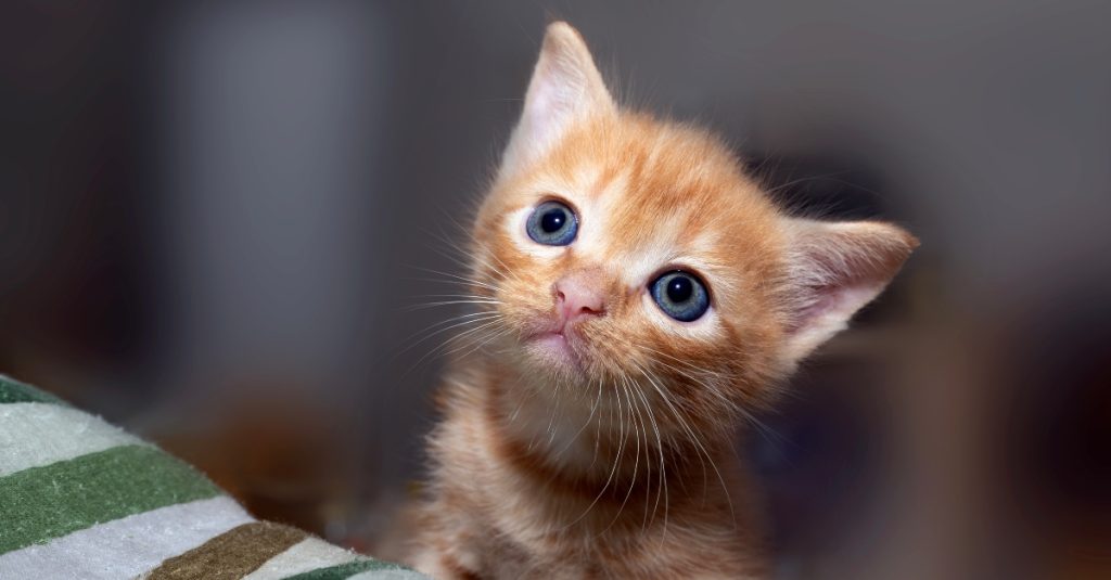 Diarrhea In Kittens Is A Serious Matter: Here's How To React