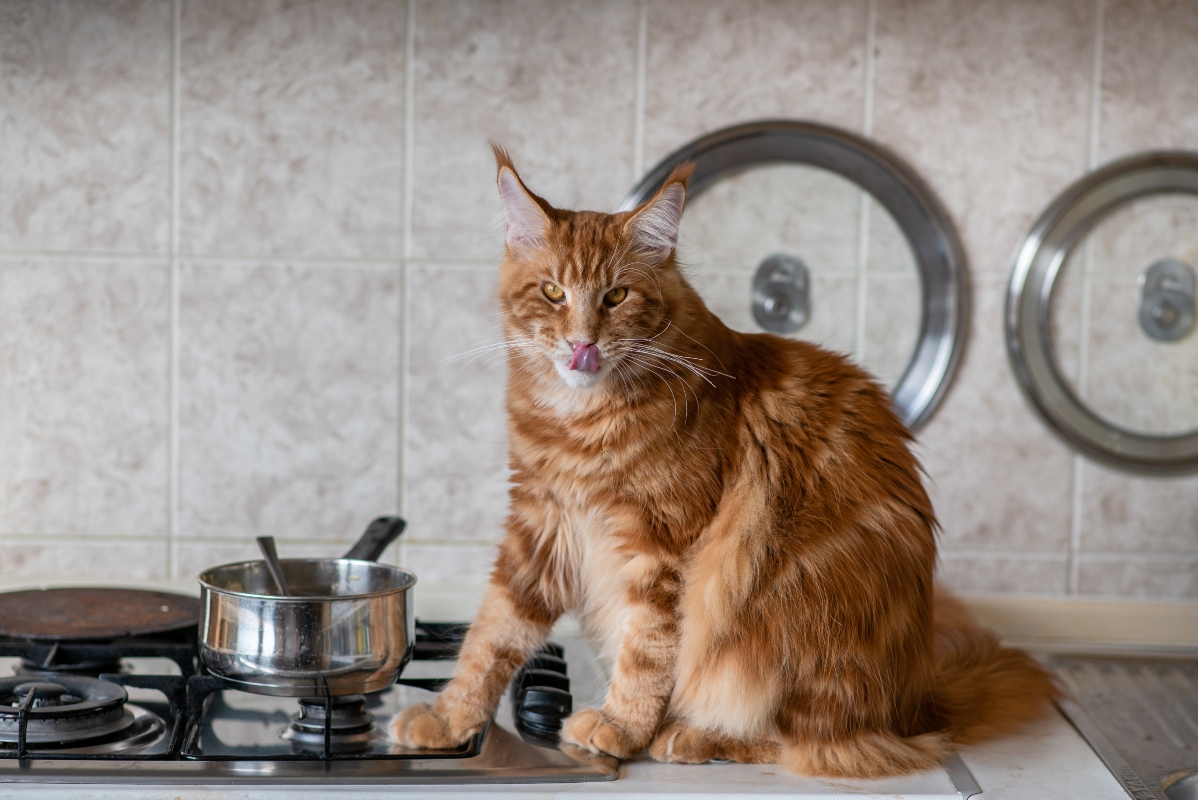 vörös maine coon